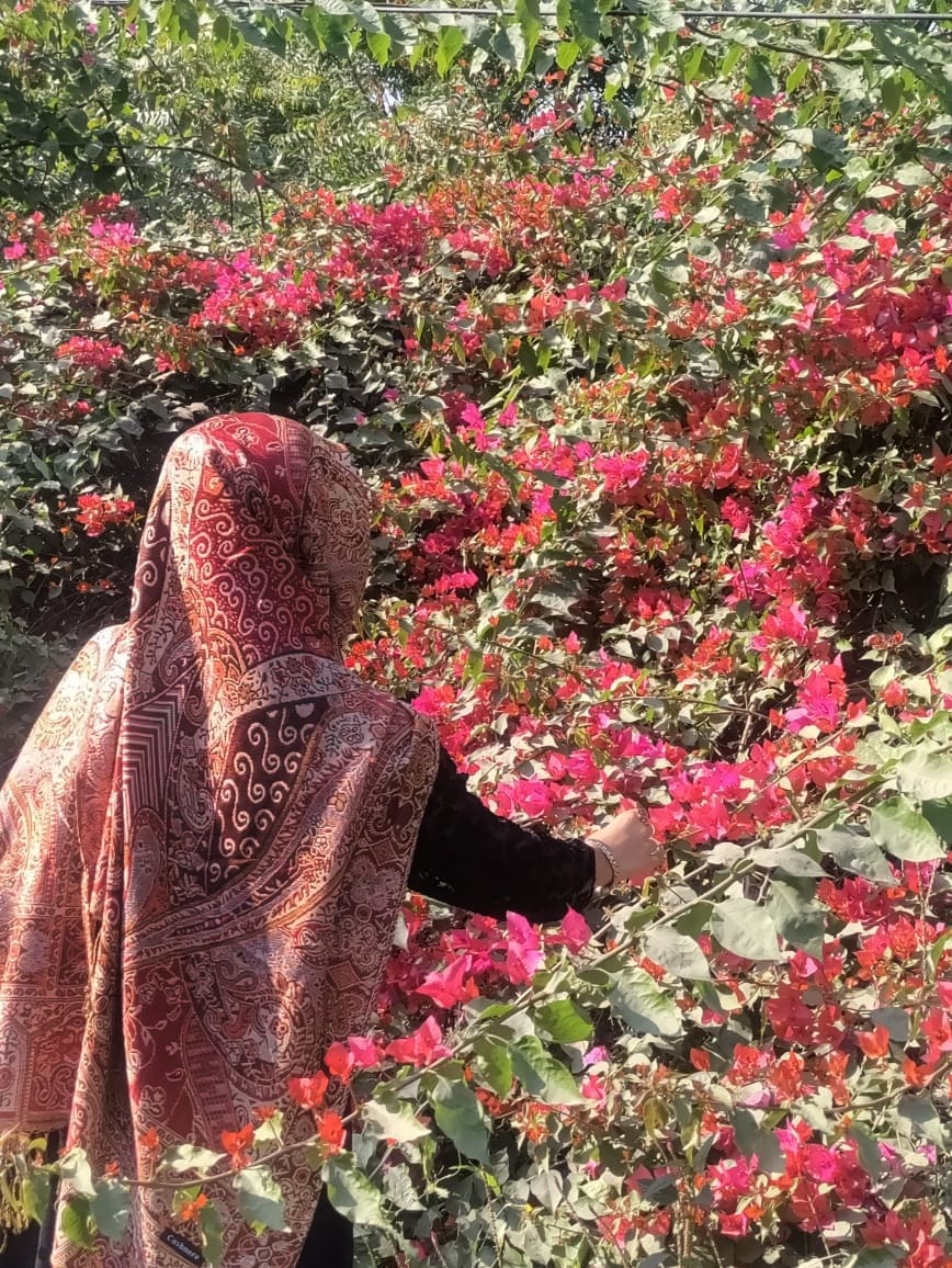 Pashmina Jamawar Hijabs